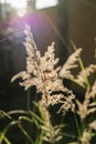 Calamagrostis in the rays of the evening sun.