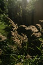 Calamagrostis in the rays of the evening sun.