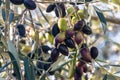 Calamata olive tree branch with ripe and unripe olives Royalty Free Stock Photo