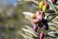 Calamata olive tree with ripe and unripe olives and blurred background Royalty Free Stock Photo