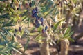 Calamata olives ripening on tree with blurred background and copy space Royalty Free Stock Photo