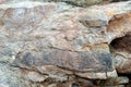 Calamites Fossil Closeup