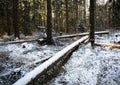 Calamitous winter snowy forest Royalty Free Stock Photo