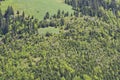 Calamity in the forest, Little Fatra, Slovakia