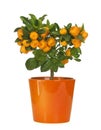 Calamondin Royalty Free Stock Photo