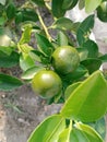 Calamondin or Calamansi & x28;Jeruk Kasturi& x29;