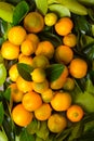 Calamondin citrus fruits