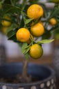 Calamondin or Citrus mitis plant with ripe small orange fruits potted at the greek garden shop in early spring. Royalty Free Stock Photo