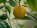 Calamondin Citrus Oranges, native to China, X Citrofortunella m Royalty Free Stock Photo