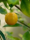 Calamondin Citrus Oranges, native to China, X Citrofortunella m Royalty Free Stock Photo