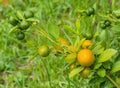 Calamondin Citrus Oranges Royalty Free Stock Photo