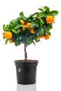Calamondin in flowerpot Royalty Free Stock Photo