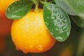 Calamondin fruit Royalty Free Stock Photo