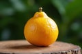 Calamondin Fruit in Vibrant Setting Royalty Free Stock Photo