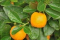Calamondin orange Royalty Free Stock Photo
