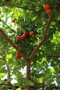 A Calamondin Orange tree filled with ripened oranges Royalty Free Stock Photo