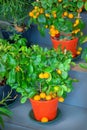 Calamondin tree