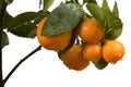 Calamondin tree with fruit and leaves