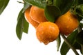 Calamondin tree with fruit and leaves