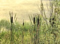 Reeds on the lake shore Royalty Free Stock Photo