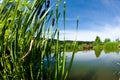 Calamus and the beautifull water in the background Royalty Free Stock Photo