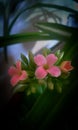 Calanchoe Royalty Free Stock Photo