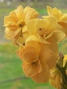 Calanchoe yellow flowers Royalty Free Stock Photo