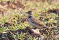 Calandra lark Royalty Free Stock Photo
