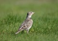 The calandra lark Melanocorypha calandra