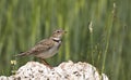 Calandra Lark (Melanocorypha calandra) Royalty Free Stock Photo