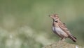 Calandra Lark Perching on Rock Royalty Free Stock Photo