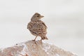 Calandra Lark Posing Royalty Free Stock Photo