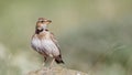 Calandra Lark on Rock Looking Right