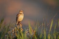 The calandra lark singing in the morning golden light.