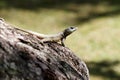 Calango - Lizard on tree Royalty Free Stock Photo