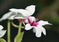 Calanthe 'Baron Schroder' Orchid