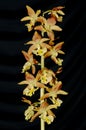 Calanthe bicolor Royalty Free Stock Photo