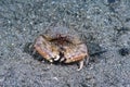 Calappa Crab Calappa sp Royalty Free Stock Photo