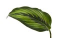 Calathea `beauty star` foliage, Exotic tropical leaf isolated on white background with clipping path