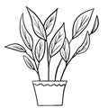 Calathea begonia in a pot in black line outline cartoon style. Coloring book houseplants flowers plant for interrior