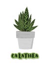 Calathea on cement flowerpot. Vector illustration.