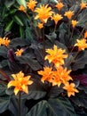 Calathea Crocata Tasmania with dark leaves