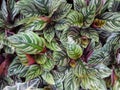 Calathea trees have a wide variety of foliage as ornamental plants that help beautify your garden.