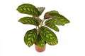 `Calathea Flamestar` tropical house plant with beautiful striped pattern in flower pot on white background