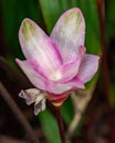 Calathea Plant Flower