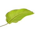 Calathea foliage, Exotic tropical leaf, isolated on white background with clipping path