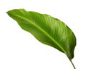 Calathea foliage, Exotic tropical leaf, Large green leaf, isolated on white background