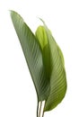 Calathea foliage, Exotic tropical leaf, Large green leaf, isolated on white background with clipping path Royalty Free Stock Photo