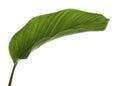 Calathea foliage, Exotic tropical leaf, Large green leaf, isolated on white background with clipping path Royalty Free Stock Photo