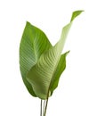 Calathea foliage, Exotic tropical leaf, Large green leaf, isolated on white background with clipping path Royalty Free Stock Photo